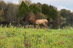 elk-coalpick